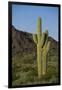 Saguaro Cactus-DLILLC-Framed Photographic Print