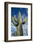 Saguaro Cactus-DLILLC-Framed Photographic Print