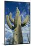 Saguaro Cactus-DLILLC-Mounted Photographic Print