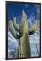 Saguaro Cactus-DLILLC-Framed Photographic Print