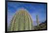 Saguaro Cactus-DLILLC-Framed Photographic Print