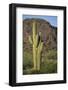 Saguaro Cactus-DLILLC-Framed Photographic Print