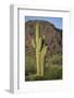 Saguaro Cactus-DLILLC-Framed Photographic Print