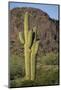Saguaro Cactus-DLILLC-Mounted Photographic Print