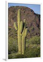 Saguaro Cactus-DLILLC-Framed Photographic Print