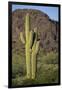 Saguaro Cactus-DLILLC-Framed Photographic Print