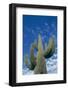 Saguaro Cactus-DLILLC-Framed Photographic Print