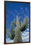 Saguaro Cactus-DLILLC-Framed Photographic Print