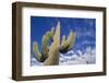 Saguaro Cactus-DLILLC-Framed Photographic Print