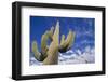 Saguaro Cactus-DLILLC-Framed Photographic Print