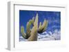 Saguaro Cactus-DLILLC-Framed Photographic Print