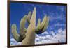 Saguaro Cactus-DLILLC-Framed Photographic Print