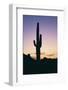 Saguaro Cactus-DLILLC-Framed Photographic Print