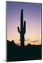 Saguaro Cactus-DLILLC-Mounted Photographic Print