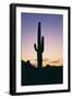 Saguaro Cactus-DLILLC-Framed Photographic Print