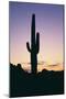 Saguaro Cactus-DLILLC-Mounted Photographic Print