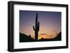 Saguaro Cactus-DLILLC-Framed Photographic Print