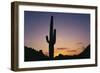 Saguaro Cactus-DLILLC-Framed Photographic Print