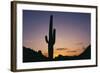 Saguaro Cactus-DLILLC-Framed Photographic Print