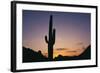 Saguaro Cactus-DLILLC-Framed Photographic Print