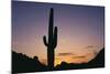 Saguaro Cactus-DLILLC-Mounted Photographic Print