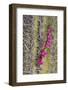 Saguaro Cactus-DLILLC-Framed Photographic Print