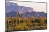 Saguaro Cactus-wollertz-Mounted Photographic Print