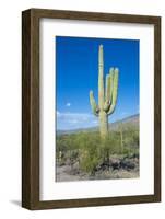 Saguaro Cactus-kobby_dagan-Framed Photographic Print