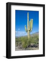 Saguaro Cactus-kobby_dagan-Framed Photographic Print