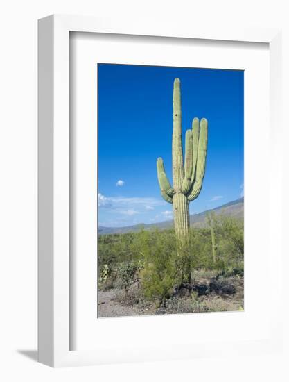 Saguaro Cactus-kobby_dagan-Framed Photographic Print