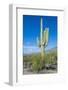 Saguaro Cactus-kobby_dagan-Framed Photographic Print