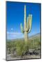 Saguaro Cactus-kobby_dagan-Mounted Photographic Print