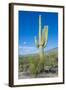 Saguaro Cactus-kobby_dagan-Framed Photographic Print