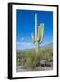 Saguaro Cactus-kobby_dagan-Framed Photographic Print