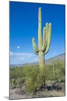 Saguaro Cactus-kobby_dagan-Mounted Photographic Print