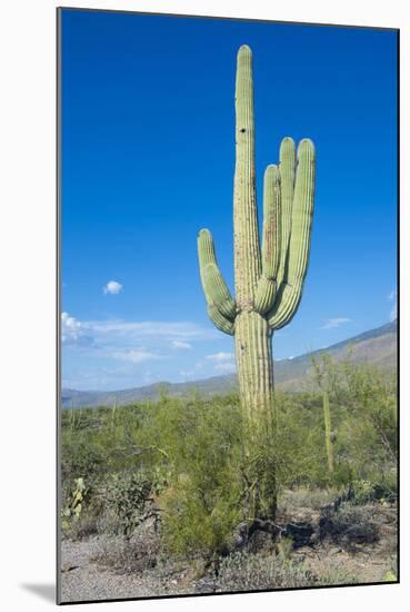 Saguaro Cactus-kobby_dagan-Mounted Photographic Print