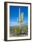 Saguaro Cactus-kobby_dagan-Framed Photographic Print