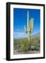 Saguaro Cactus-kobby_dagan-Framed Photographic Print