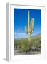 Saguaro Cactus-kobby_dagan-Framed Photographic Print