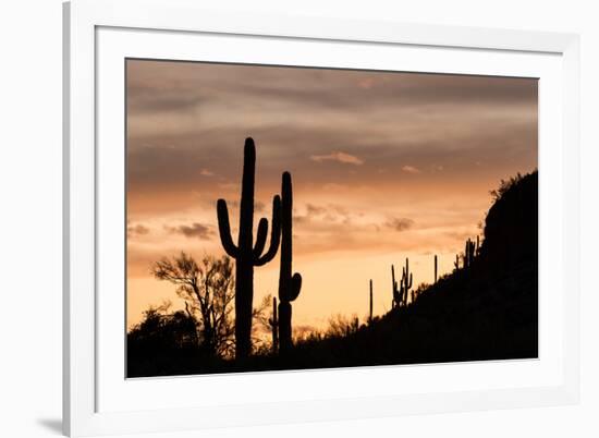 Saguaro Cactus-wollertz-Framed Photographic Print