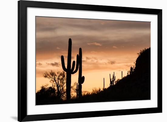 Saguaro Cactus-wollertz-Framed Photographic Print
