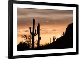 Saguaro Cactus-wollertz-Framed Photographic Print