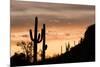 Saguaro Cactus-wollertz-Mounted Photographic Print