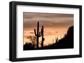 Saguaro Cactus-wollertz-Framed Photographic Print