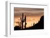 Saguaro Cactus-wollertz-Framed Photographic Print