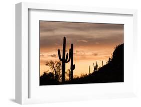 Saguaro Cactus-wollertz-Framed Photographic Print