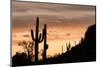 Saguaro Cactus-wollertz-Mounted Photographic Print