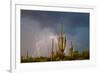 Saguaro catci (Carnegiea gigantea) in desert during storm, Saguaro National Park, Tucson, Arizon...-Panoramic Images-Framed Photographic Print