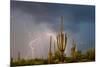 Saguaro catci (Carnegiea gigantea) in desert during storm, Saguaro National Park, Tucson, Arizon...-Panoramic Images-Mounted Photographic Print