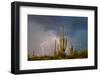 Saguaro catci (Carnegiea gigantea) in desert during storm, Saguaro National Park, Tucson, Arizon...-Panoramic Images-Framed Photographic Print